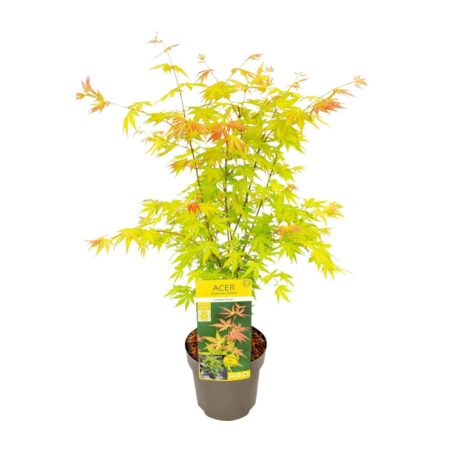 Acer palmatum Orange Dream van 50 cm hoog, vooraanzicht