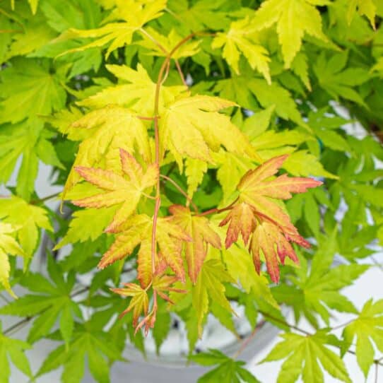 Acer palmatum Orange Dream, bladfoto