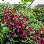 Clematis Rouge Cardinal van 65 cm hoog, bladfoto