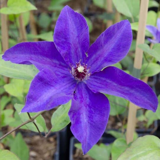 Clematis The President van 65 cm hoog, bladfoto