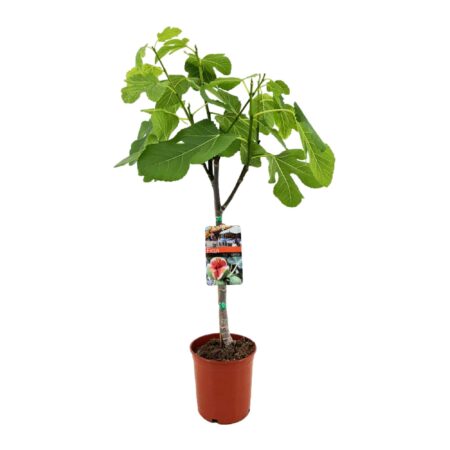 Ficus Carica van 80 cm hoog, vooraanzicht