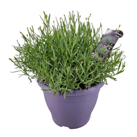 Lavendel angustifolia Hidcote van 45 cm hoog, vooraanzicht