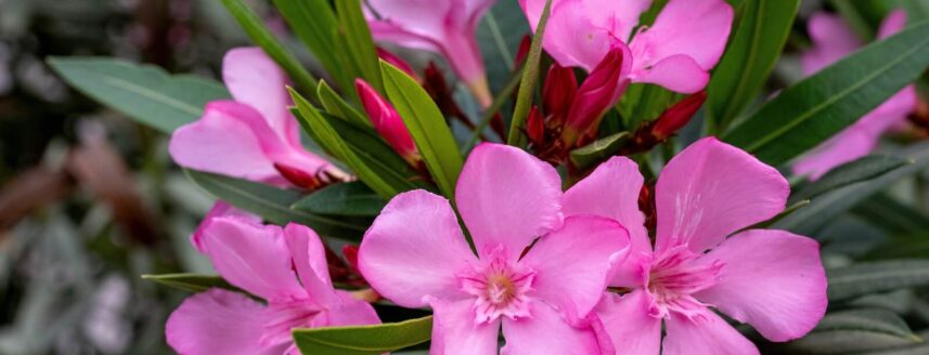 roze oleander bloemen