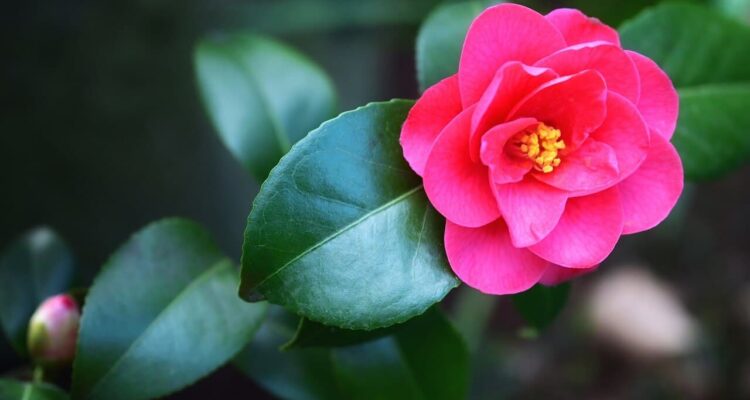 Close-up van goedverzorgde camelia met roze bloem