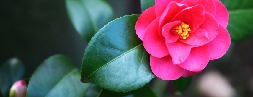 Close-up van goedverzorgde camelia met roze bloem