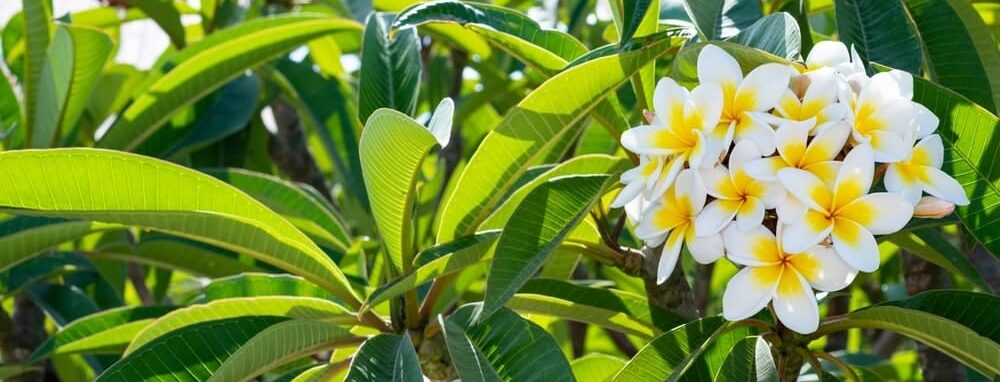 Frangipani met witte bloemen