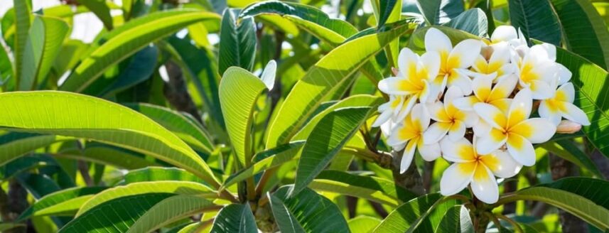 Frangipani met witte bloemen