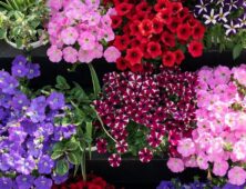 verschillende kleuren petunia's