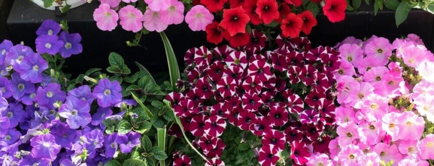 verschillende kleuren petunia's