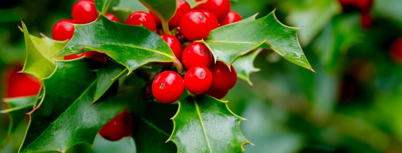 Close-up van Ilex Crenata met rode bessen