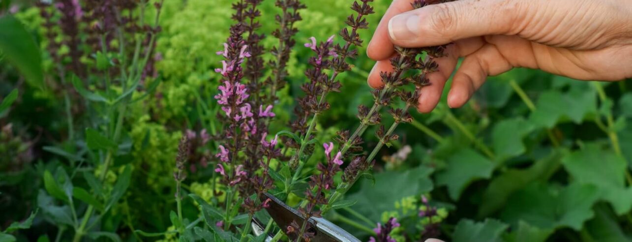 twee vrouwenhanden die een uitgebloeide salvia snoeien