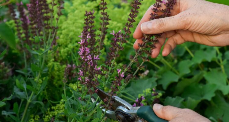 twee vrouwenhanden die een uitgebloeide salvia snoeien