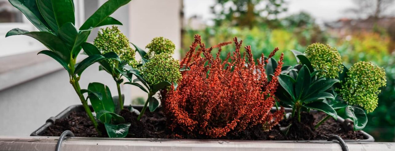 winterharde planten op het balkon