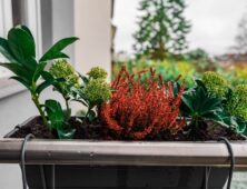 winterharde planten op het balkon