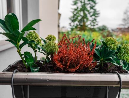 winterharde planten op het balkon