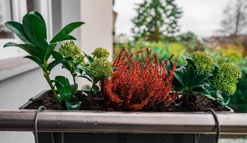 winterharde planten op het balkon