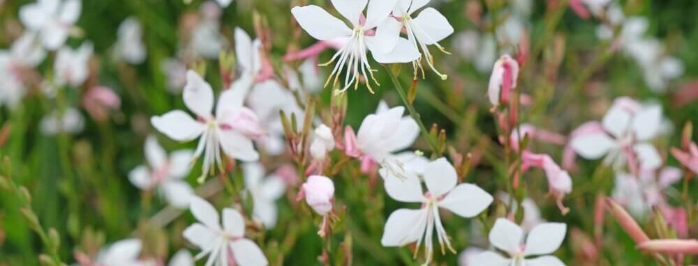 Gaura plant met witte bloemen