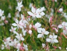 Gaura plant met witte bloemen