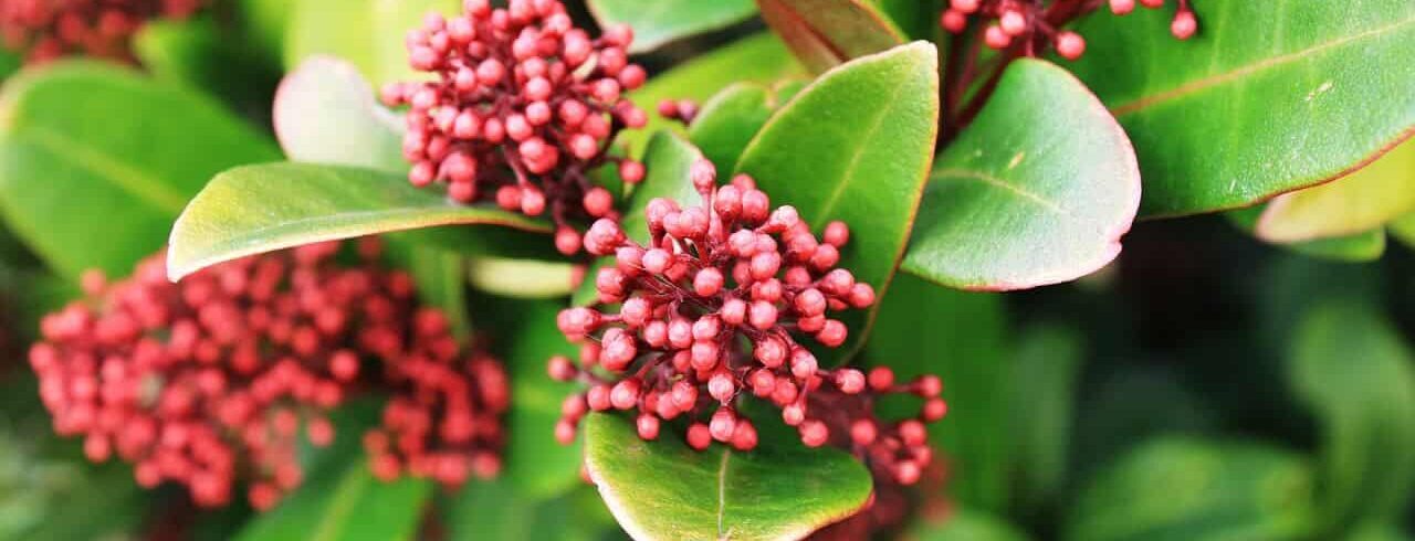 Close up skimmia plan met paars rode knoppen