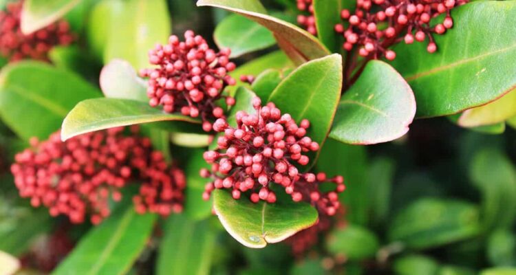 Close up skimmia plan met paars rode knoppen