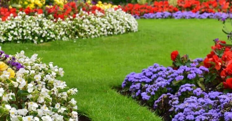 Vloeibare meststof voor hydrocultuurplanten