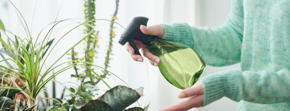 Iemand besproeit kamerplanten met plantenspuit