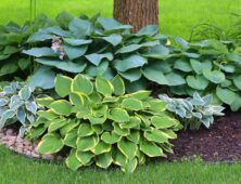 Hosta variëteiten