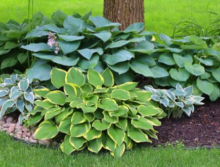 Hosta variëteiten