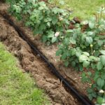 Druppelslang-tuin-grond