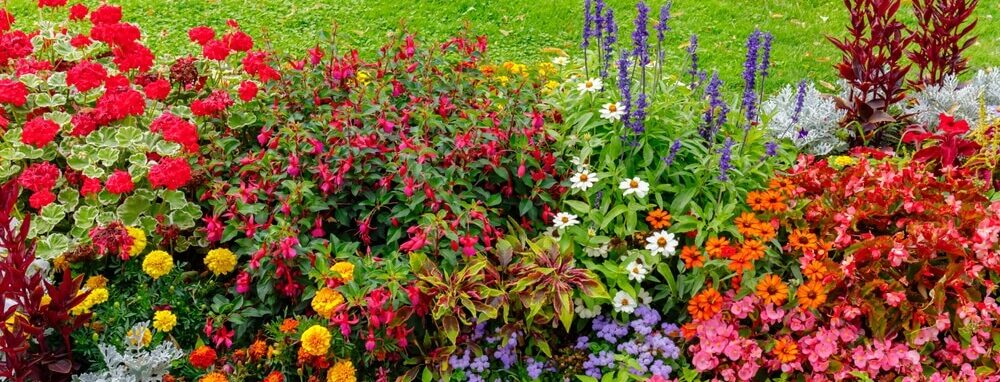 Tuin in bloei met gekleurde bloemenpracht