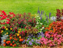 Tuin in bloei met gekleurde bloemenpracht