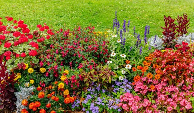 Tuin in bloei met gekleurde bloemenpracht