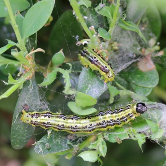buxus rups op blad