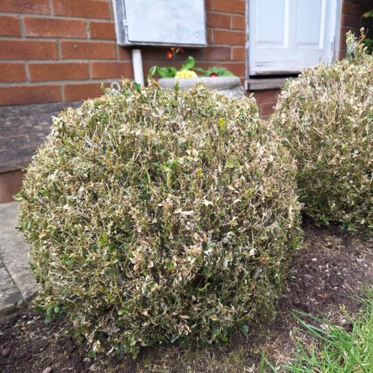 schade buxus