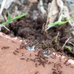 mieren in tuin