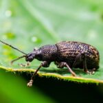 taxuskever op blad