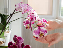 Twee handen beroeren voorzichtig een orchidee