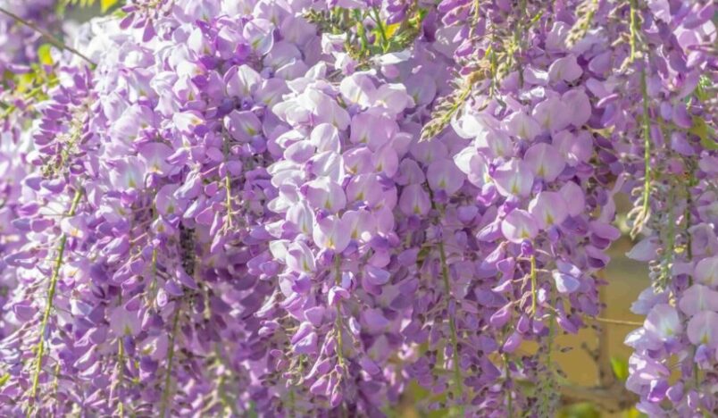 Blauwe regen bloemen close up