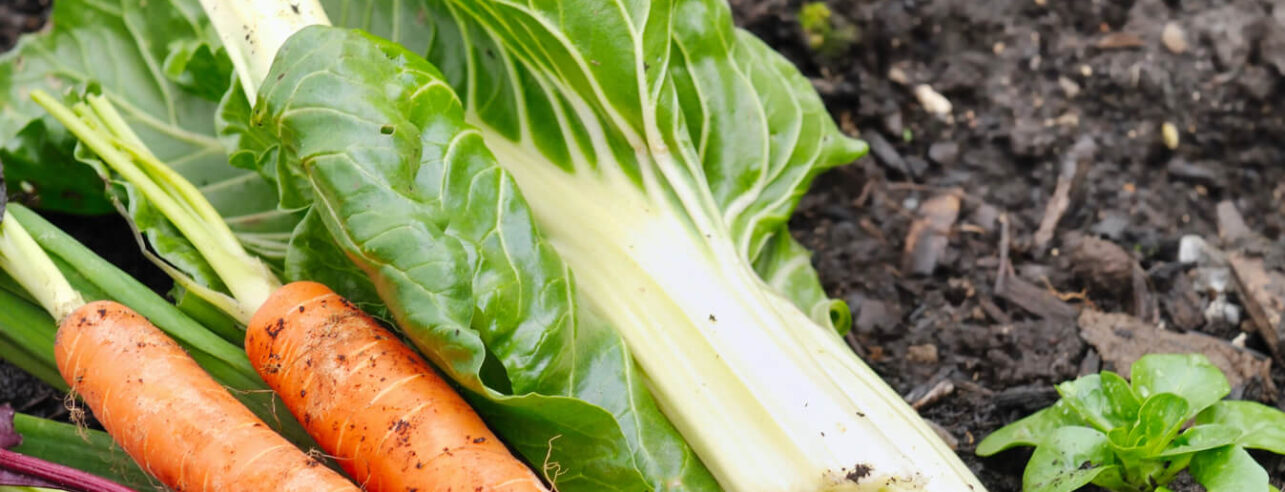 Makkelijke groente zoals wortels en bietjes uit moestuin