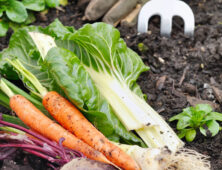 Makkelijke groente zoals wortels en bietjes uit moestuin